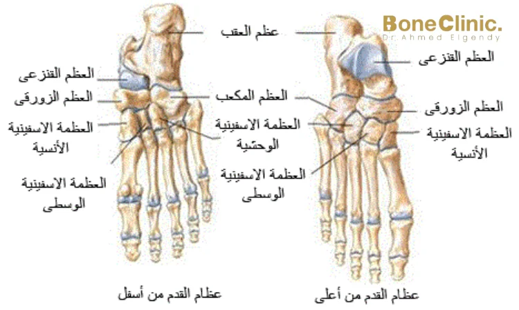 وظيفة القدم والكاحل