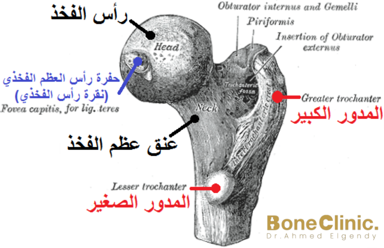 مما يتكون مفصل الفخذ؟